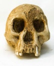 homo_floresiensis_scull